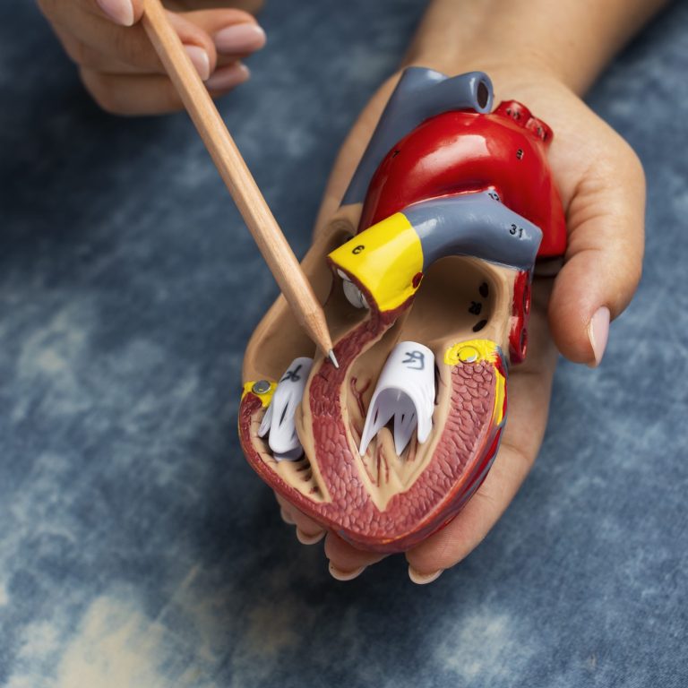 person-holding-anatomic-heart-model-educational-purpose